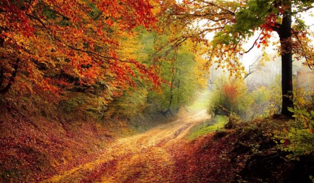 Foliage autunnale in Italia, dove vederlo