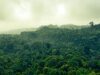 Amazzonia. Credits: pexels.it