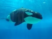 Kiska: la solitudine dell'orca più triste del mondo
