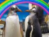 Il pinguino gay e il suo messaggio di inclusione e rispetto