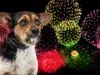 I botti di Capodanno sono un pericolo per gli animali